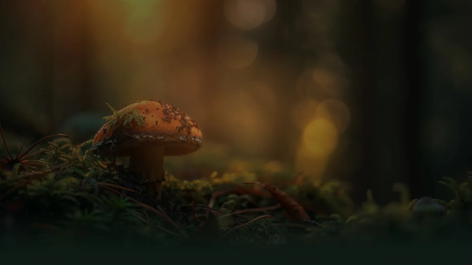 Mushroom in North Idaho