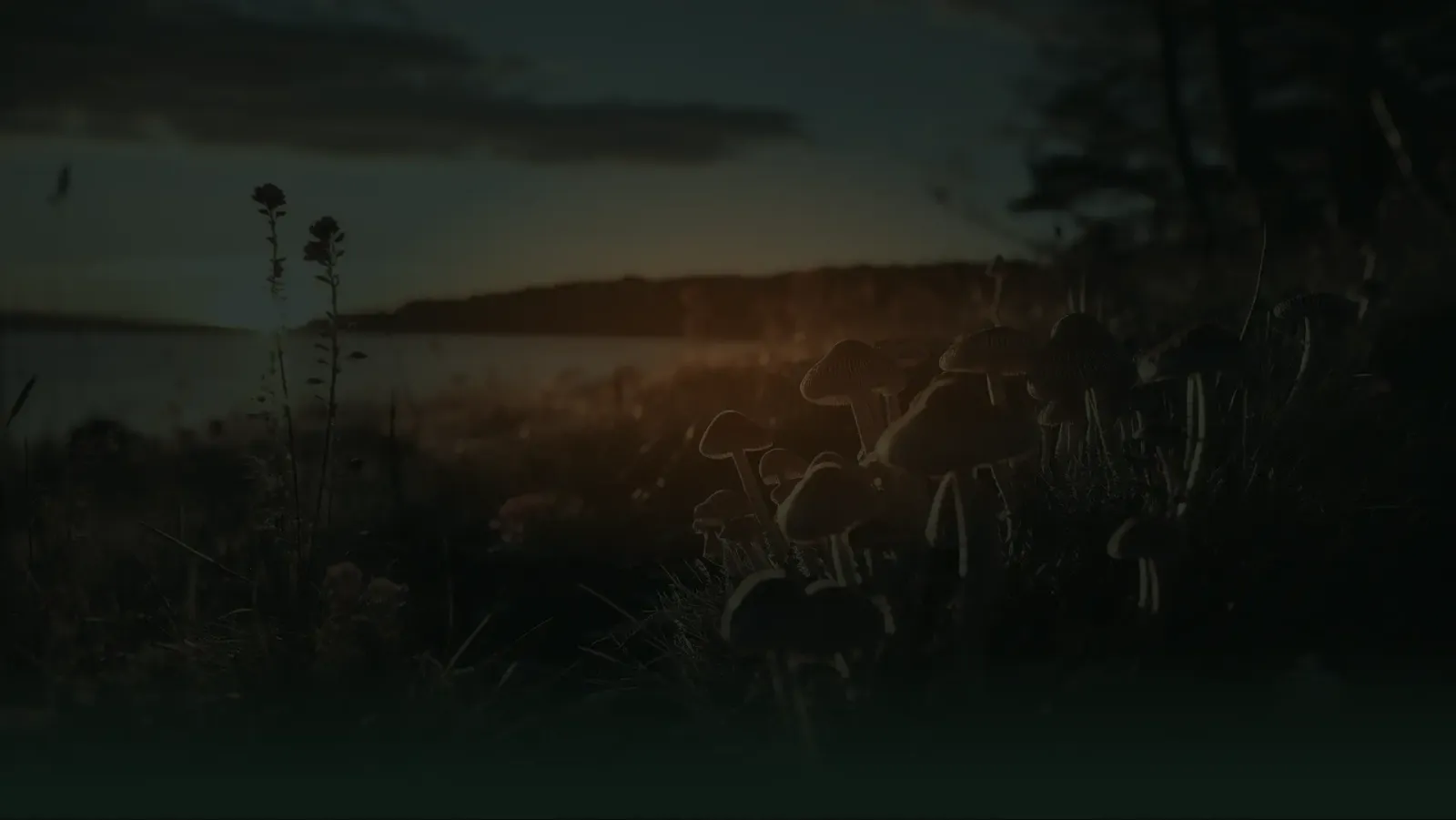 Mushrooms found in North Idaho