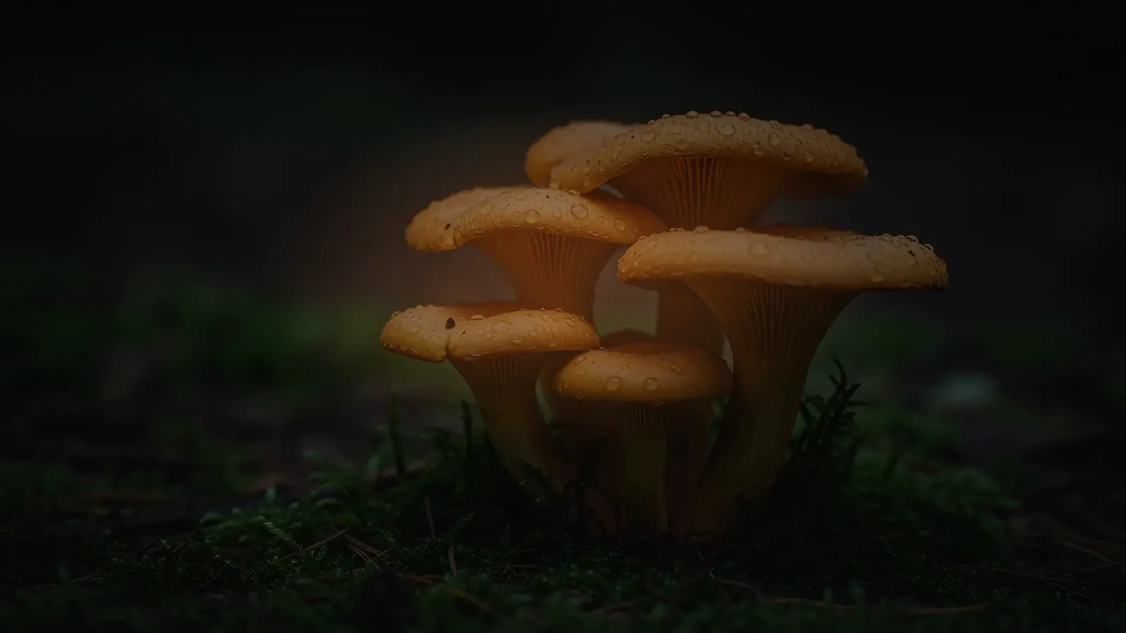 Mushrooms found in North Idaho