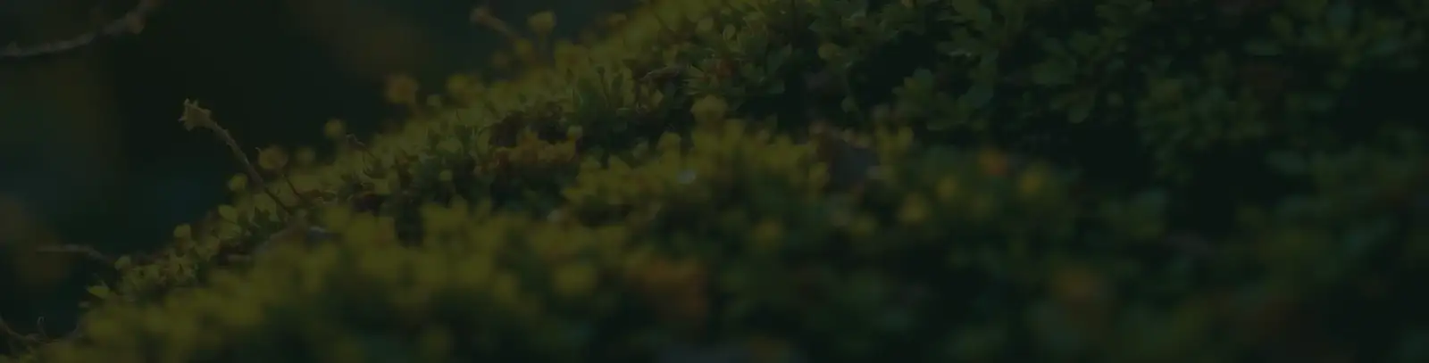 Mossy forest floor in Coeur d'Alene national forest.