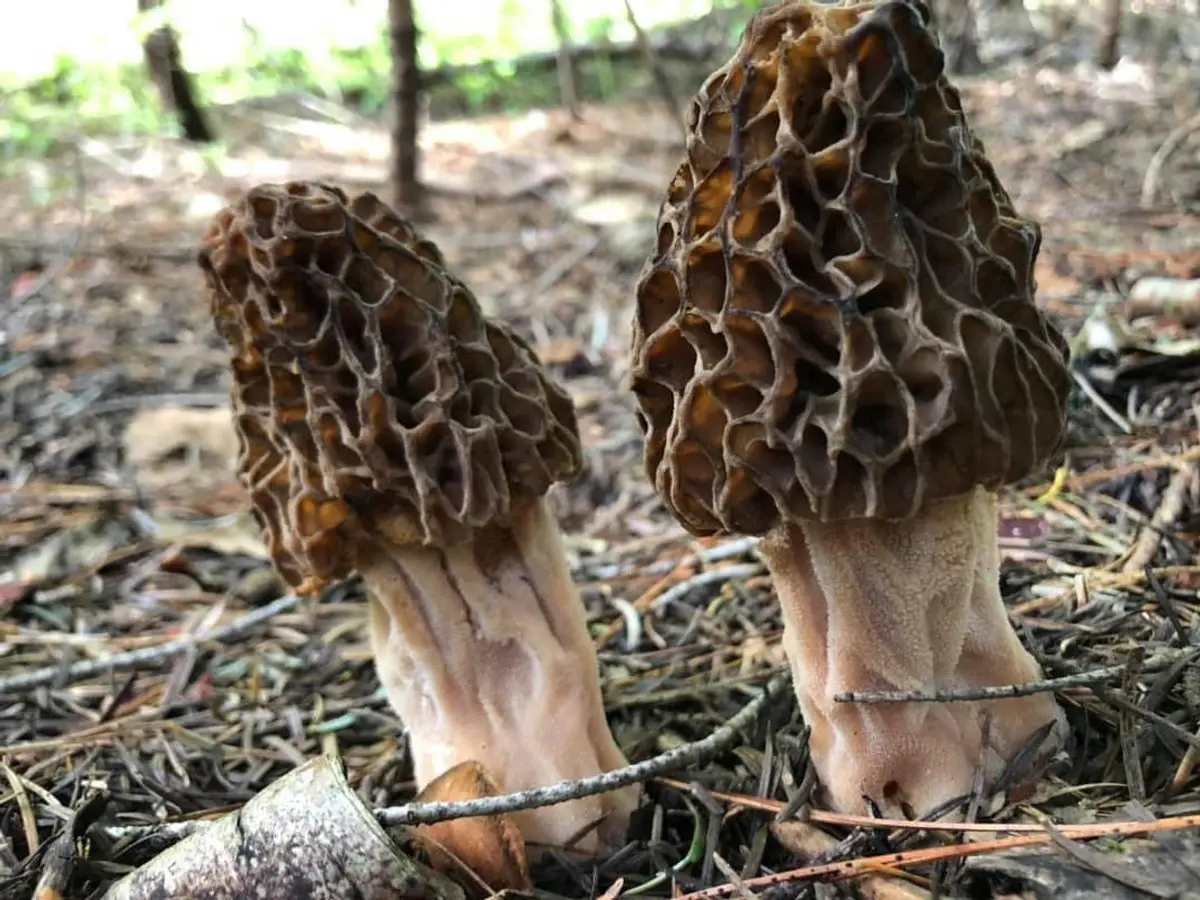 Morel mushrooms found in Coeur d'Alene National forest