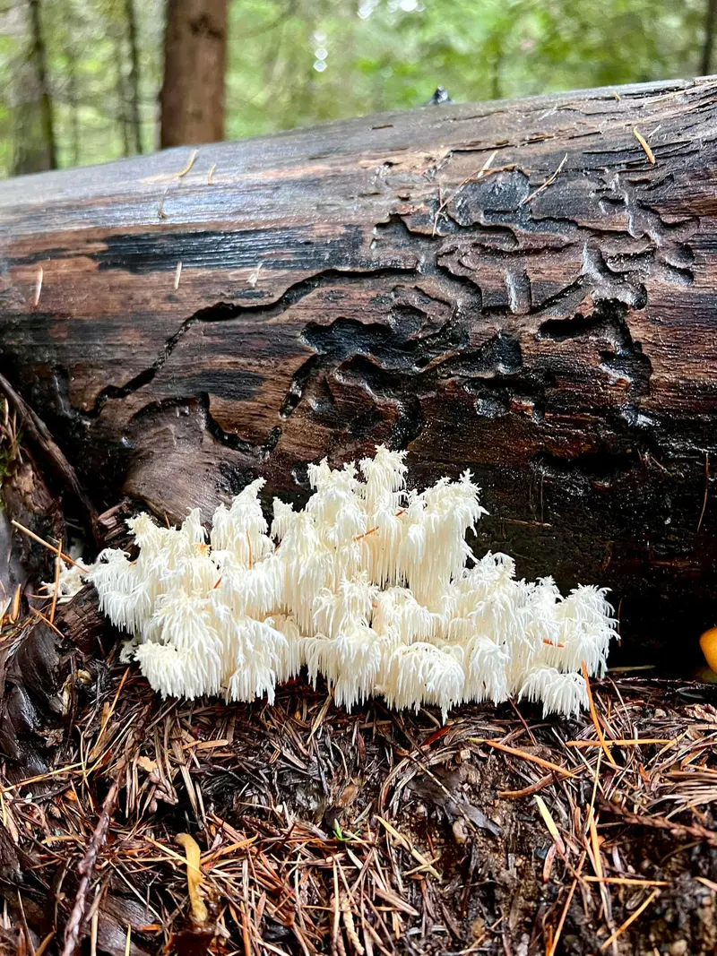 Bear's tooth mushroom.