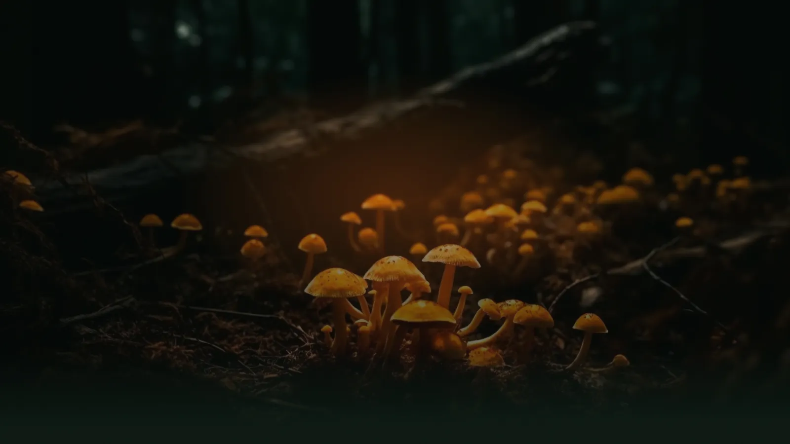 Mushrooms on the forest floor