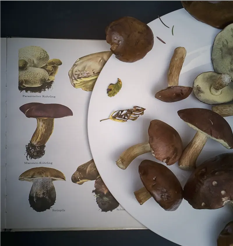 Mushrooms for identification