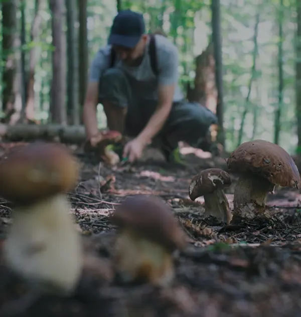 Club member picks mushrooms