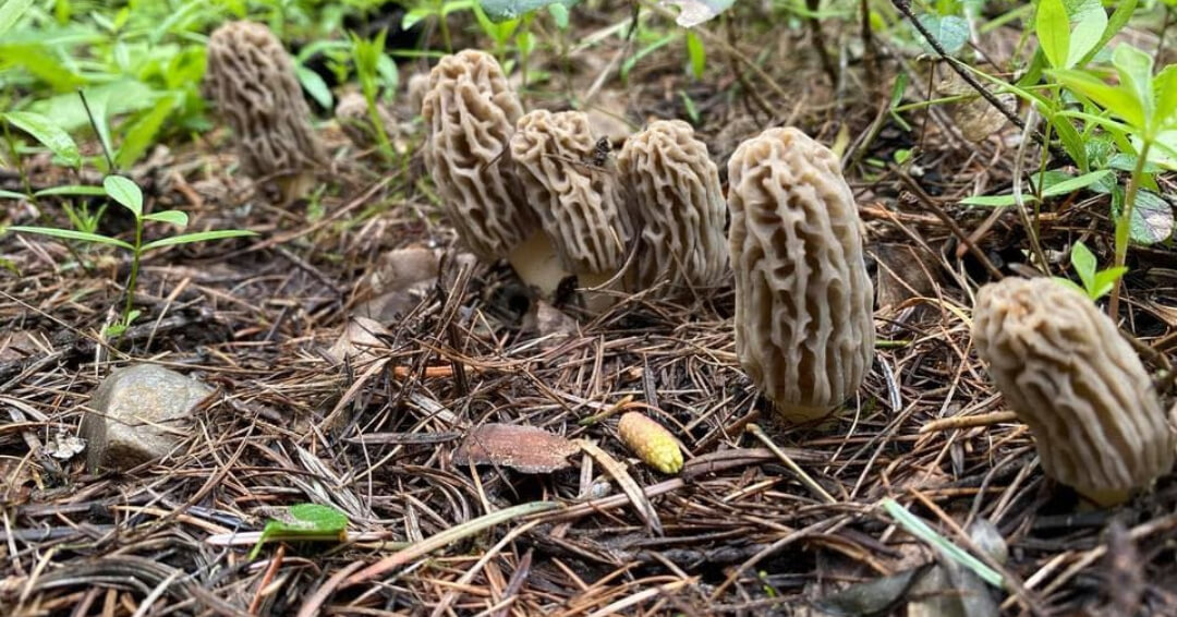 Morel Mushrooms