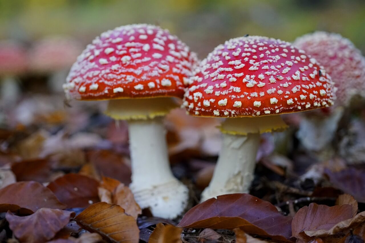 Fly Agaric Mushroom