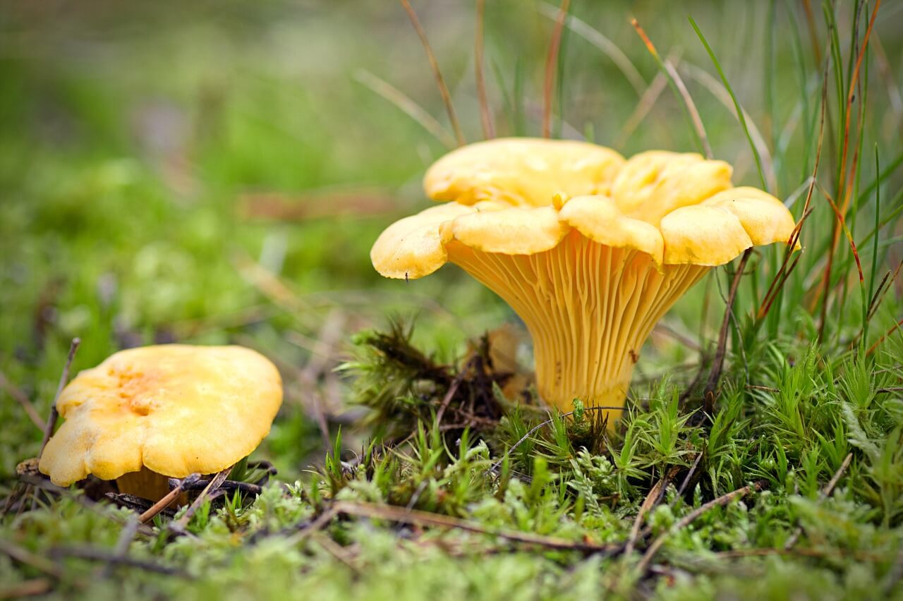 Chanterelle Mushroom