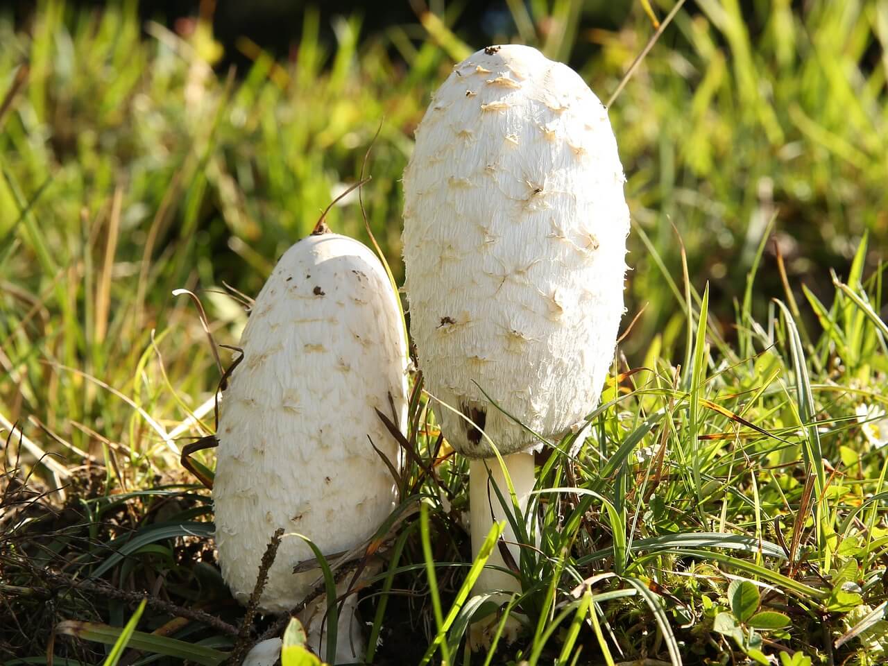 Shaggy Mane Mushroom